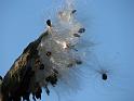 2008-10-11_Tiverton_Trustom 074
